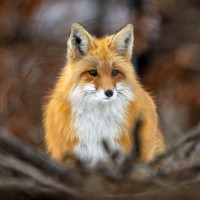 Аватар користувача